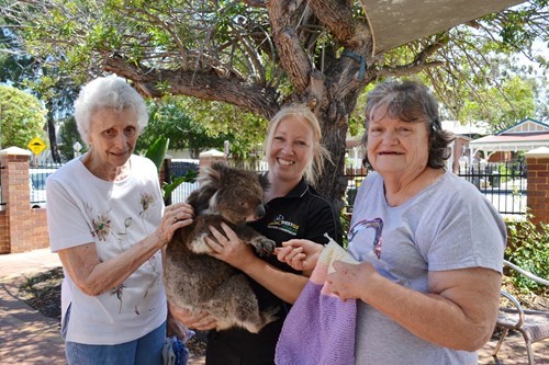 Leighton Aged Care Home West Perth koala