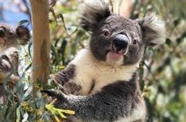 Hall & Prior sponsor koalas for bushfire recovery